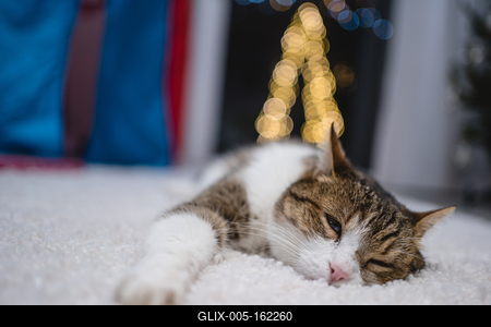 Cat with christmas bokeh lights-stock-foto