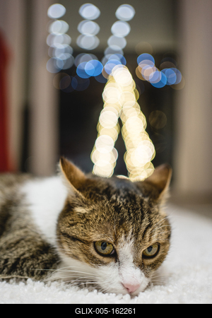 Cat with christmas bokeh lights-stock-foto