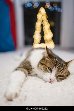 Cat with christmas bokeh lights-stock-foto
