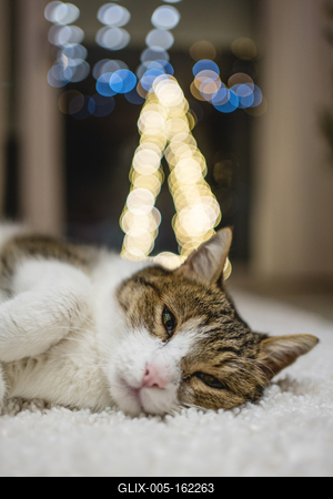 Cat with christmas bokeh lights-stock-foto