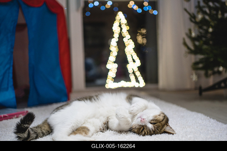Cat with christmas bokeh lights-stock-foto