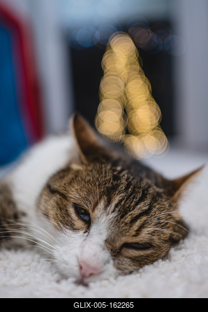 Cat with christmas bokeh lights-stock-foto