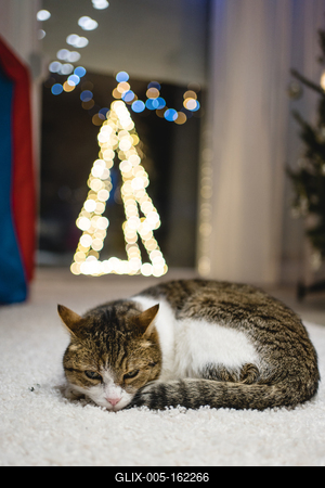 Cat with christmas bokeh lights-stock-foto