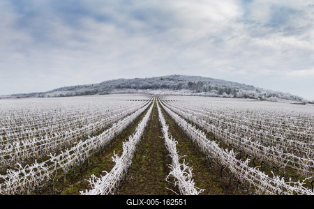 Winter frosty vineyard landscape covered by white flake ice near Harkany-stock-foto