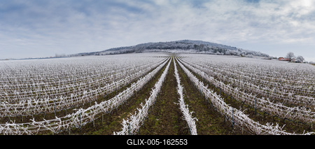 Winter frosty vineyard landscape covered by white flake ice near Harkany-stock-foto