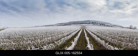 Winter frosty vineyard landscape covered by white flake ice near Harkany-stock-foto