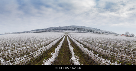 Winter frosty vineyard landscape covered by white flake ice near Harkany-stock-foto