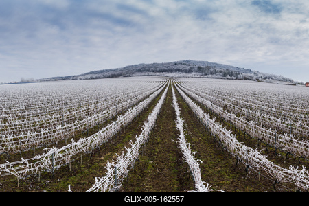 Winter frosty vineyard landscape covered by white flake ice near Harkany-stock-foto