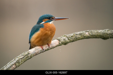 Common Kingfisher (Alcedo atthis) sit on tree-stock-foto