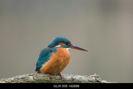 Common Kingfisher (Alcedo atthis) sit on tree-stock-foto