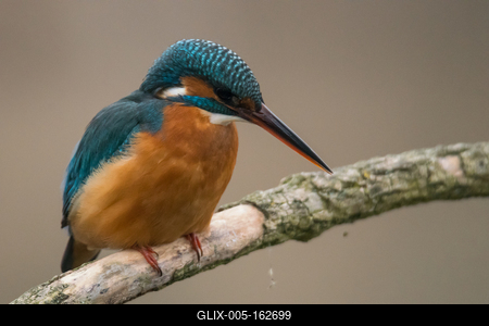 Common Kingfisher (Alcedo atthis) sit on tree-stock-foto
