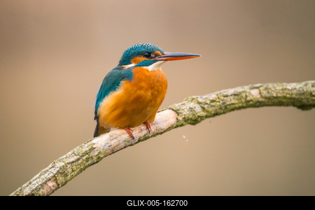 Common Kingfisher (Alcedo atthis) sit on tree-stock-foto