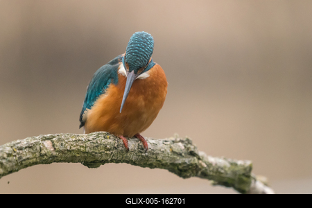 Common Kingfisher (Alcedo atthis) sit on tree-stock-foto