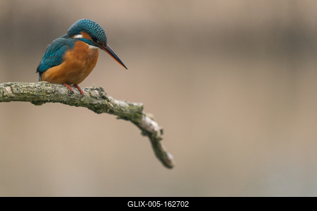 Common Kingfisher (Alcedo atthis) sit on tree-stock-foto
