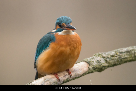 Common Kingfisher (Alcedo atthis) sit on tree-stock-foto