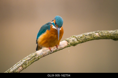 Common Kingfisher (Alcedo atthis) sit on tree-stock-foto
