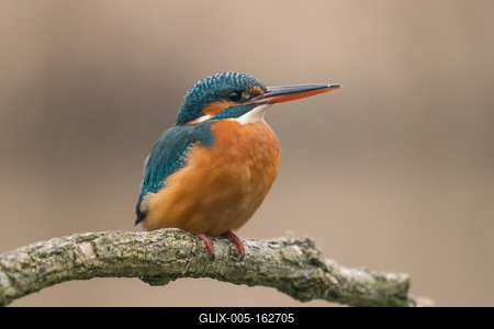 Common Kingfisher (Alcedo atthis) sit on tree-stock-foto