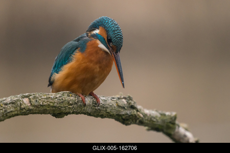 Common Kingfisher (Alcedo atthis) sit on tree-stock-foto