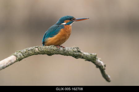 Common Kingfisher (Alcedo atthis) sit on tree-stock-foto