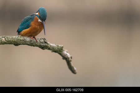 Common Kingfisher (Alcedo atthis) sit on tree-stock-foto
