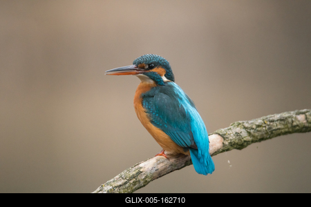 Common Kingfisher (Alcedo atthis) sit on tree-stock-foto