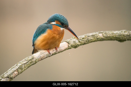 Common Kingfisher (Alcedo atthis) sit on tree-stock-foto