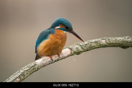 Common Kingfisher (Alcedo atthis) sit on tree-stock-foto