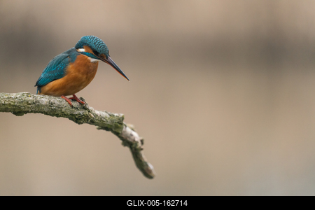 Common Kingfisher (Alcedo atthis) sit on tree-stock-foto
