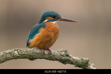 Common Kingfisher (Alcedo atthis) sit on tree-stock-foto