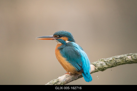 Common Kingfisher (Alcedo atthis) sit on tree-stock-foto