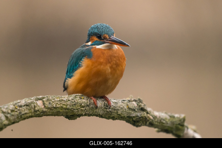 Common Kingfisher (Alcedo atthis) sit on tree-stock-foto