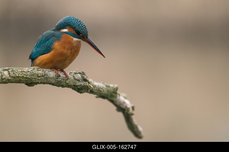 Common Kingfisher (Alcedo atthis) sit on tree-stock-foto