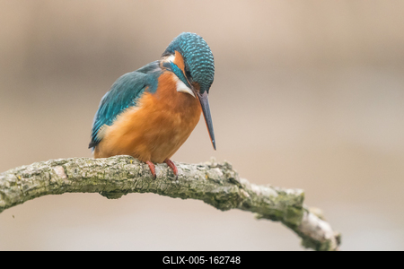 Common Kingfisher (Alcedo atthis) sit on tree-stock-foto