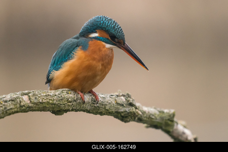 Common Kingfisher (Alcedo atthis) sit on tree-stock-foto