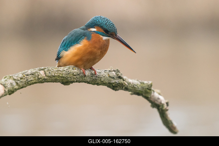 Common Kingfisher (Alcedo atthis) sit on tree-stock-foto