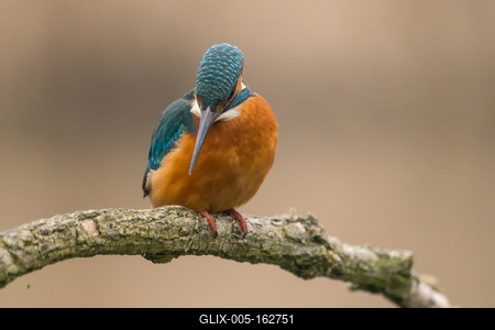 Common Kingfisher (Alcedo atthis) sit on tree-stock-foto