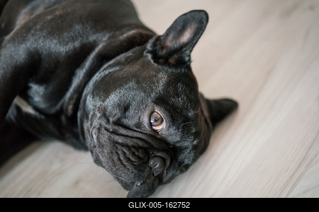 Puppy French bulldog on carpet-stock-foto