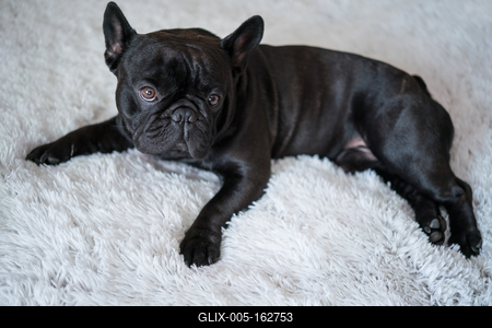 Puppy French bulldog on carpet-stock-foto