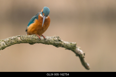 Common Kingfisher (Alcedo atthis) sit on tree-stock-foto
