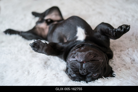 Puppy French bulldog on carpet-stock-foto
