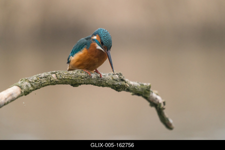Common Kingfisher (Alcedo atthis) sit on tree-stock-foto