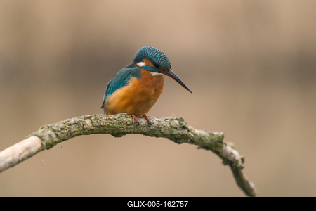 Common Kingfisher (Alcedo atthis) sit on tree-stock-foto