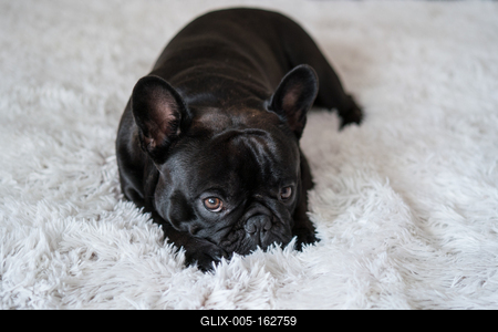 Puppy French bulldog on carpet-stock-foto