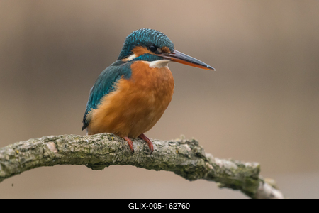 Common Kingfisher (Alcedo atthis) sit on tree-stock-foto