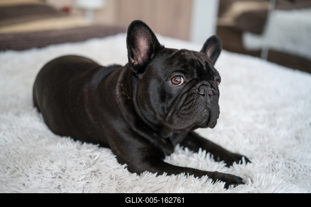 Puppy French bulldog on carpet-stock-foto