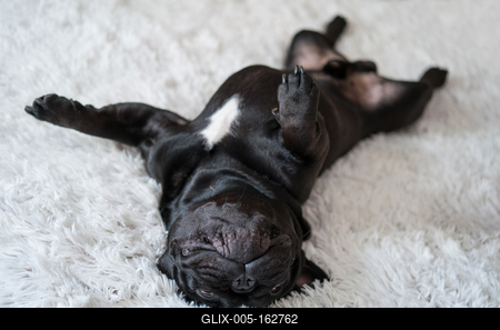 Puppy French bulldog on carpet-stock-foto