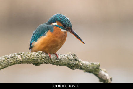 Common Kingfisher (Alcedo atthis) sit on tree-stock-foto