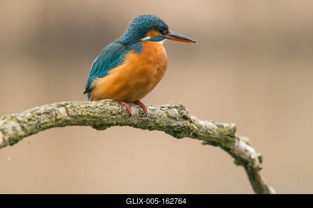 Common Kingfisher (Alcedo atthis) sit on tree-stock-foto