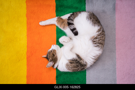 lazy cat sleeping on colorful carpet-stock-foto