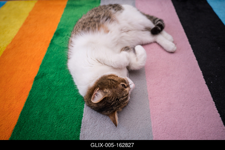lazy cat sleeping on colorful carpet-stock-foto